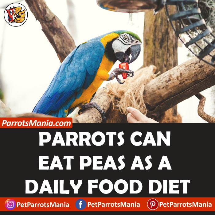 How-Often-Can-Parrots-Eat-Peas