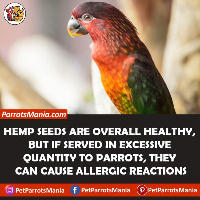 How Often Can You Serve Hemp Seeds To Parrots