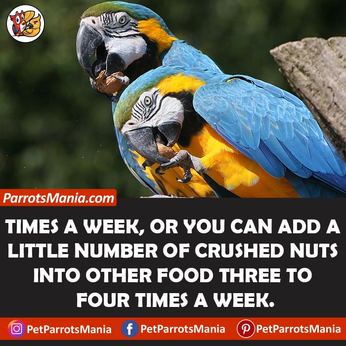 How Often Can You Serve Nuts And Dried Fruits To Parrots
