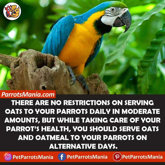 How Often Can You Serve Oats To Your Parrots
