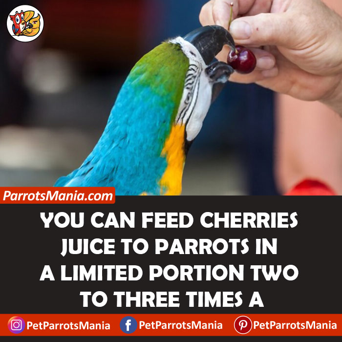 How To Serve Cherries To Parrots