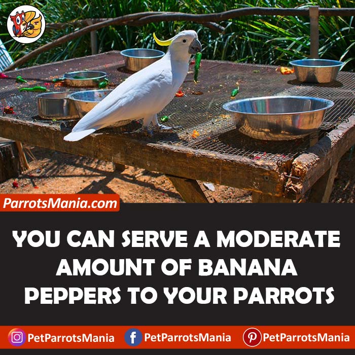 How To Serve Peppers To Parrots