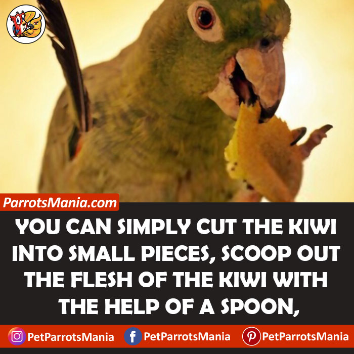 How to Feed Kiwi To Parrots