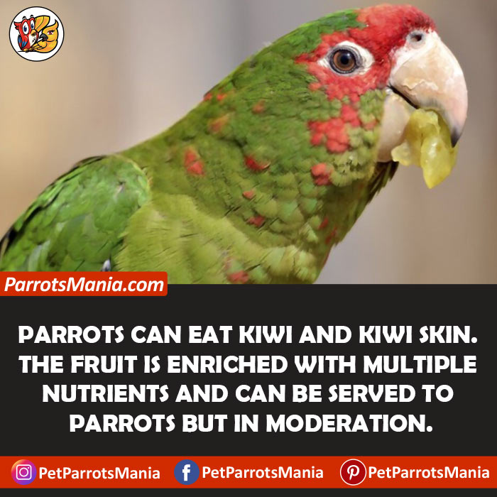 Kiwi For Parrots