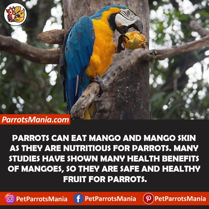 Mangoes For Parrots