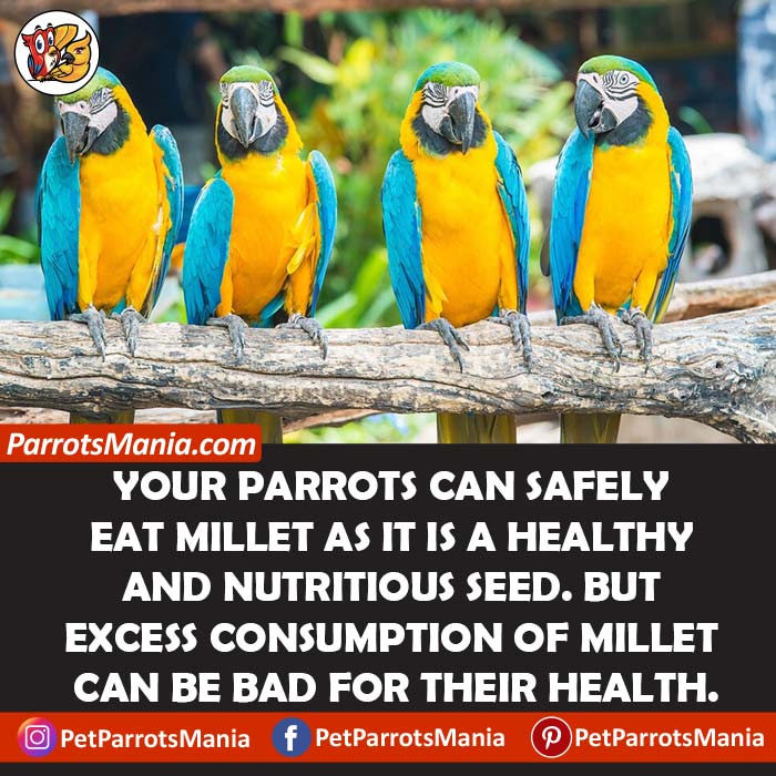 Millet Healthy For Parrots