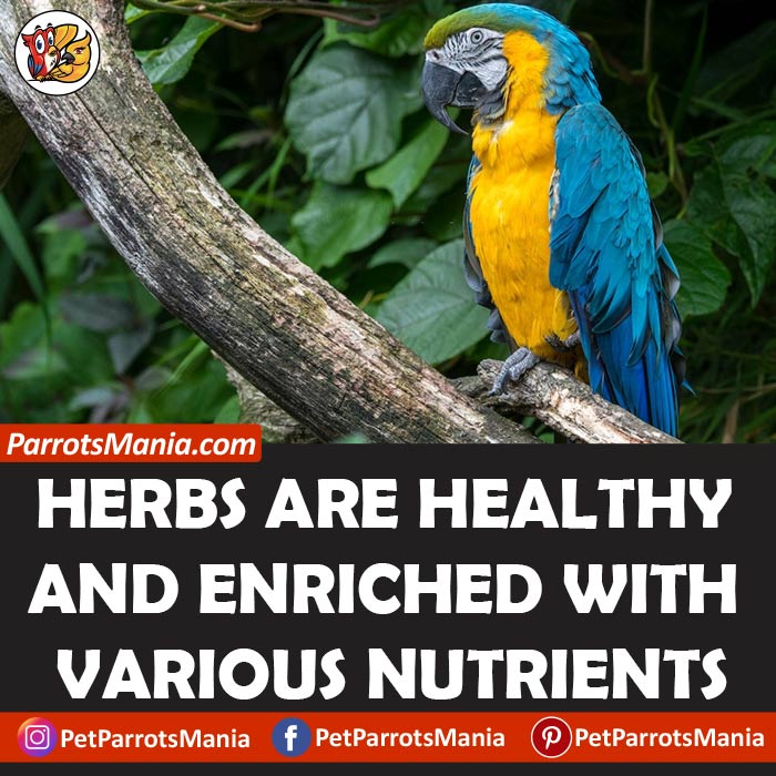 Nutritional Benefits Of Herbs For Parrots