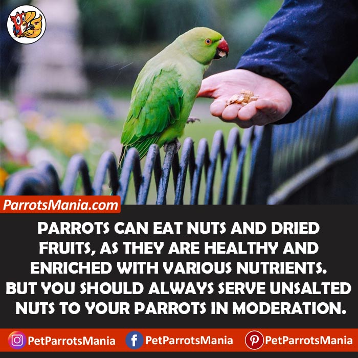 Nuts And Dried Fruits For Parrots