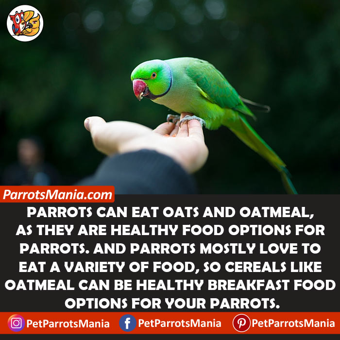 Oats And Oatmeal For Parrots