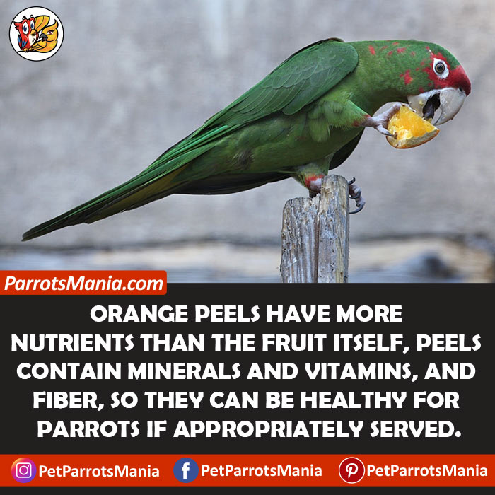 Orange Peels for parrots