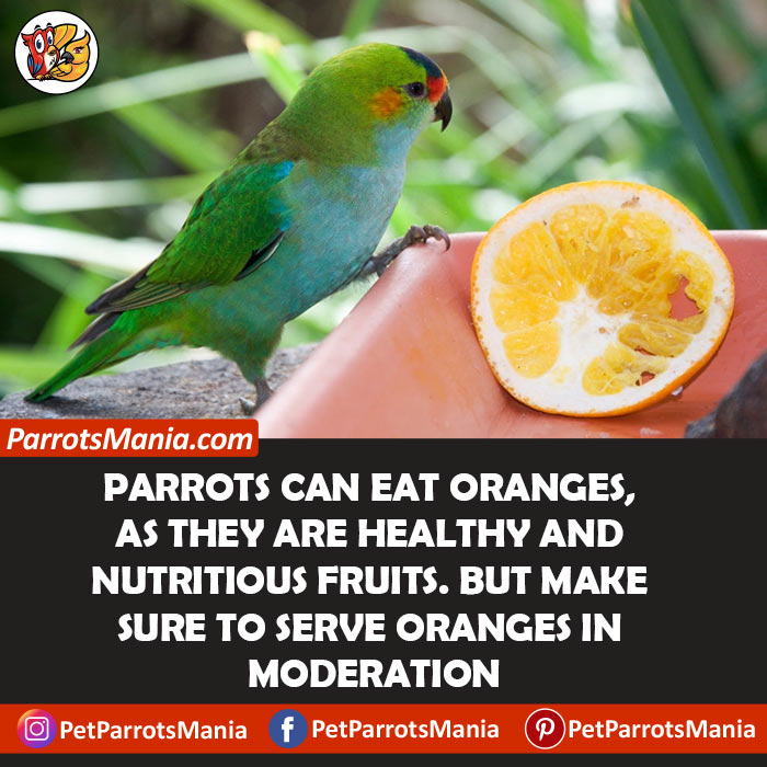 Oranges For Parrots Diet