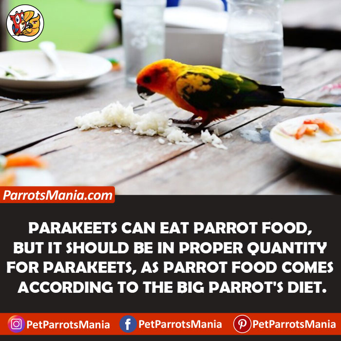 Parrot Food For Parakeets