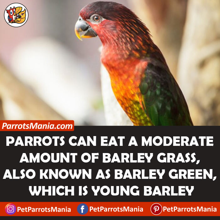 Parrots Eat Barley Grass