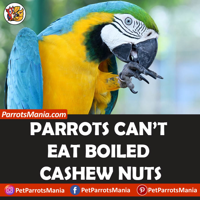Parrots Eat Boiled Cashew Nuts