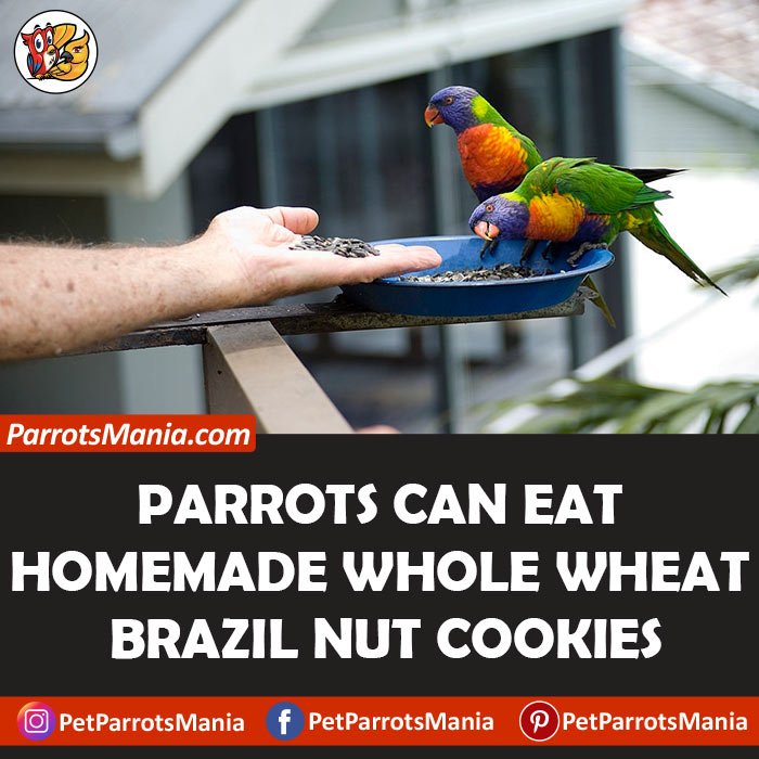Parrots Eat Brazil Nut Cookies