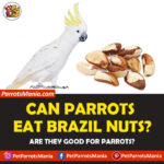 Can Parrots Eat Brazil Nuts?