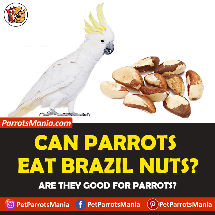 Parrots Eat Brazil Nuts