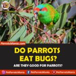 Do Parrots Eat Bugs?