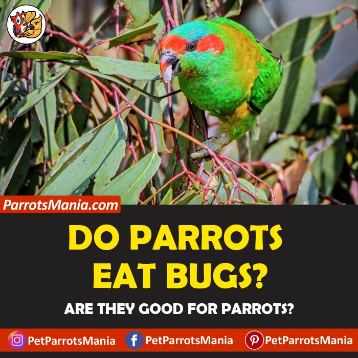 Parrots Eat Bugs