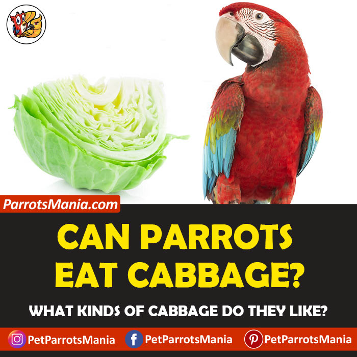 Parrots Eat Cabbage