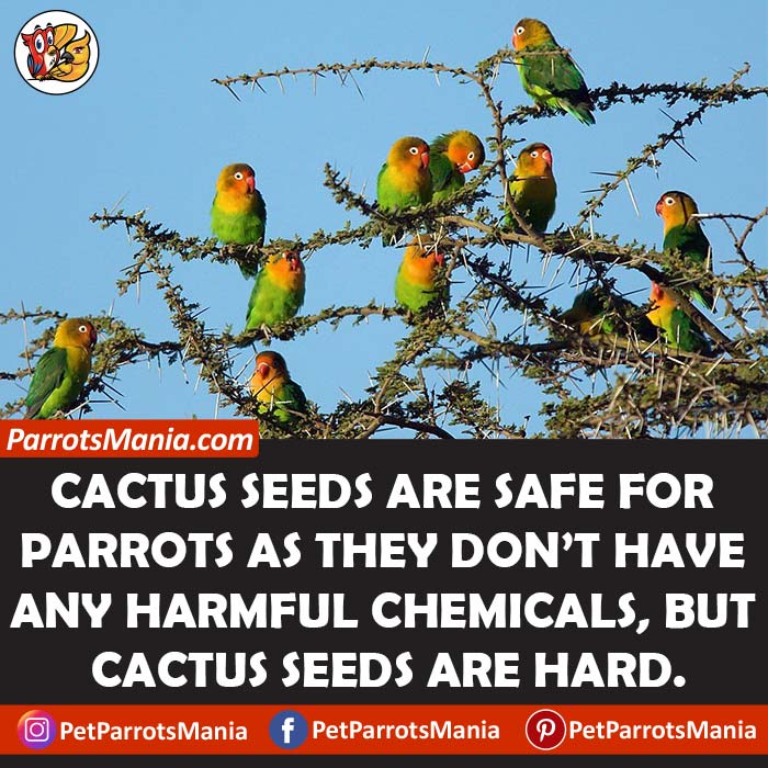 Parrots Eat Cactus Seeds