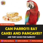 Can Parrots Eat Cakes and Pancakes? Are They Healthy?