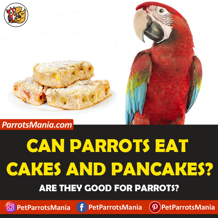 Parrots Eat Cakes And Pancakes