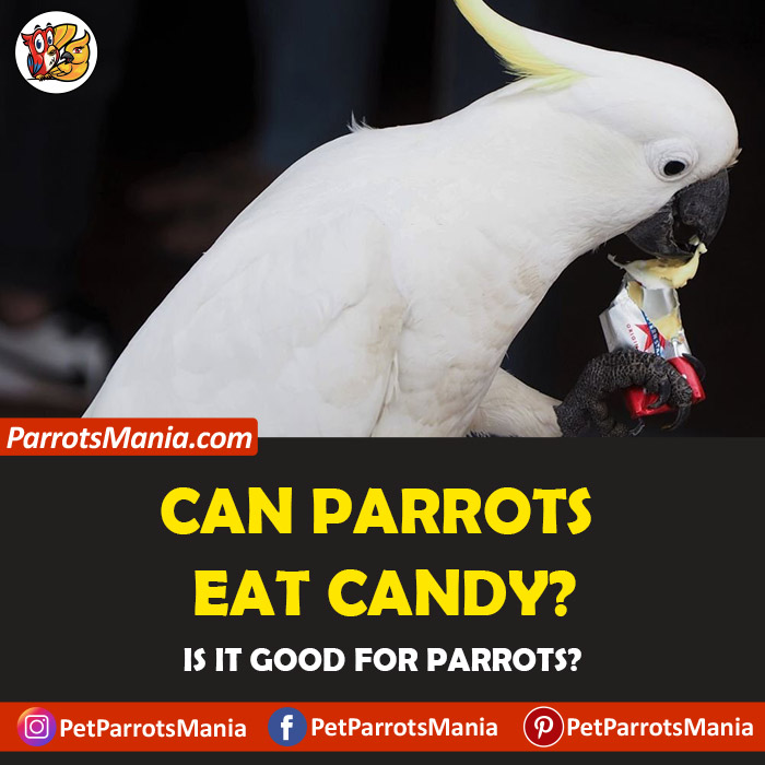 Parrots Eat Candy
