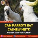 Can Parrots Eat Cashew Nuts? Are they Healthy For Parrots?