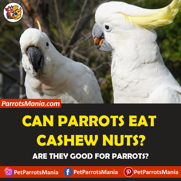 Parrots Eat Cashew Nuts