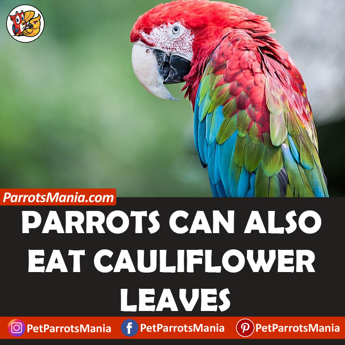 Parrots Eat Cauliflower leaves