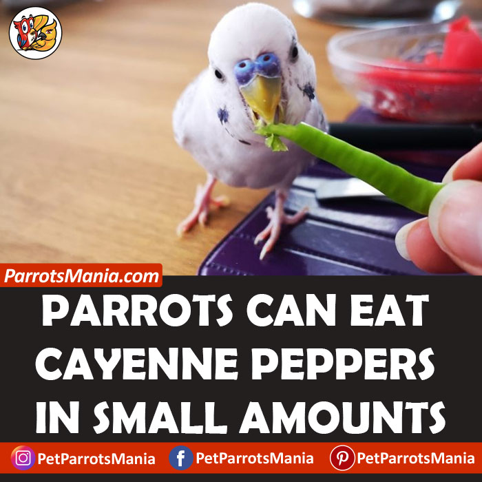 Parrots Eat Cayenne Peppers