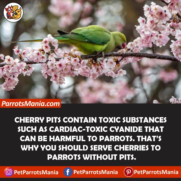 Parrots Eat Cherry Pits