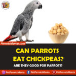 Can Parrots Eat Chickpeas? Are they Healthy for parrots?