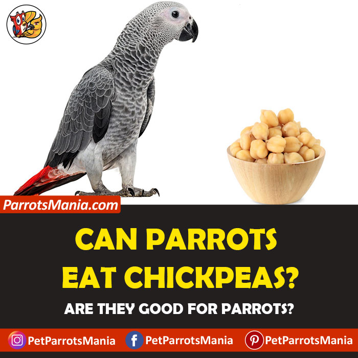 Parrots Eat Chickpeas