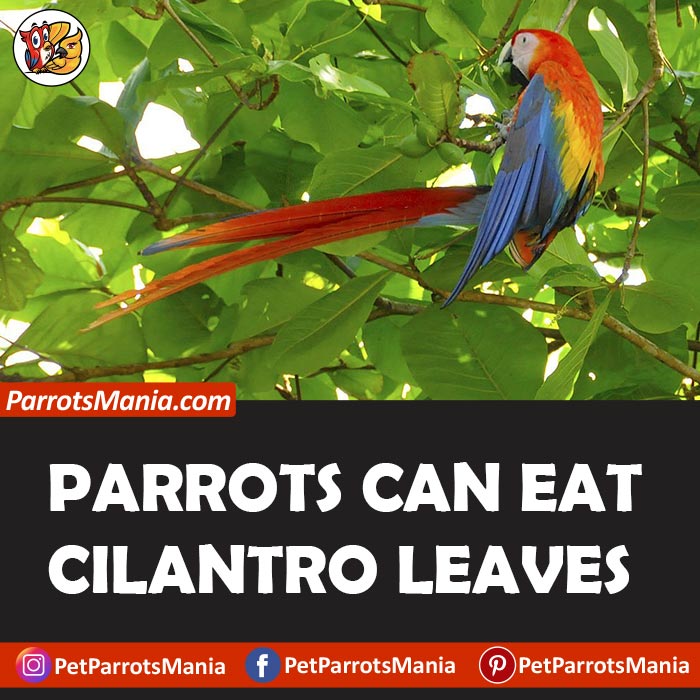 Parrots Eat Cilantro Leaves