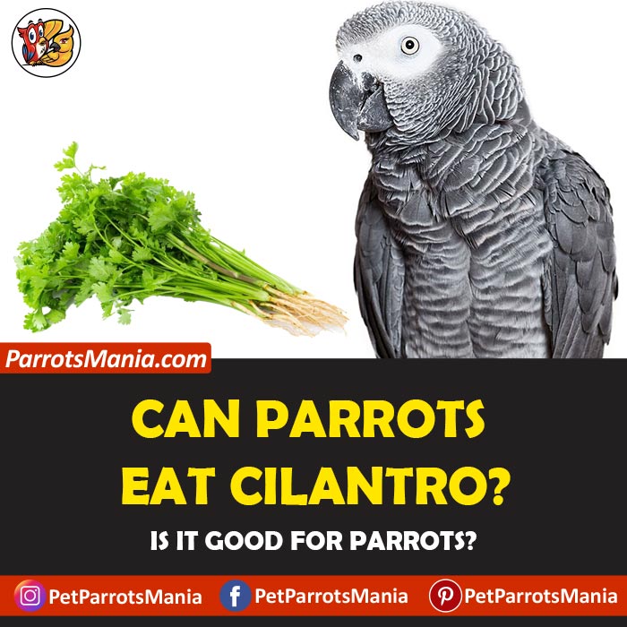 Parrots Eat Cilantro
