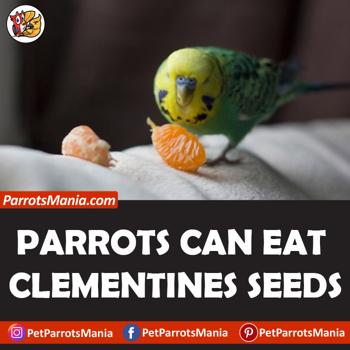 Parrots Eat Clementine Seeds