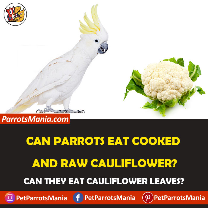 Parrots Eat Cooked And Raw Cauliflower