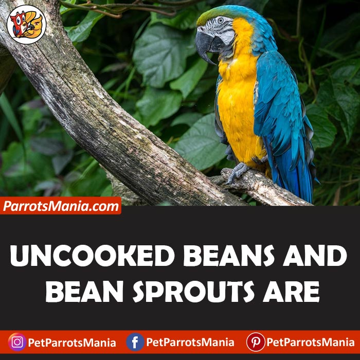 Parrots Eat Cooked Bean Sprouts