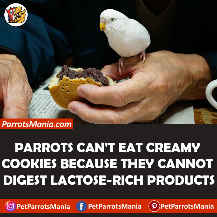 Parrots Eat Creamy Cookies