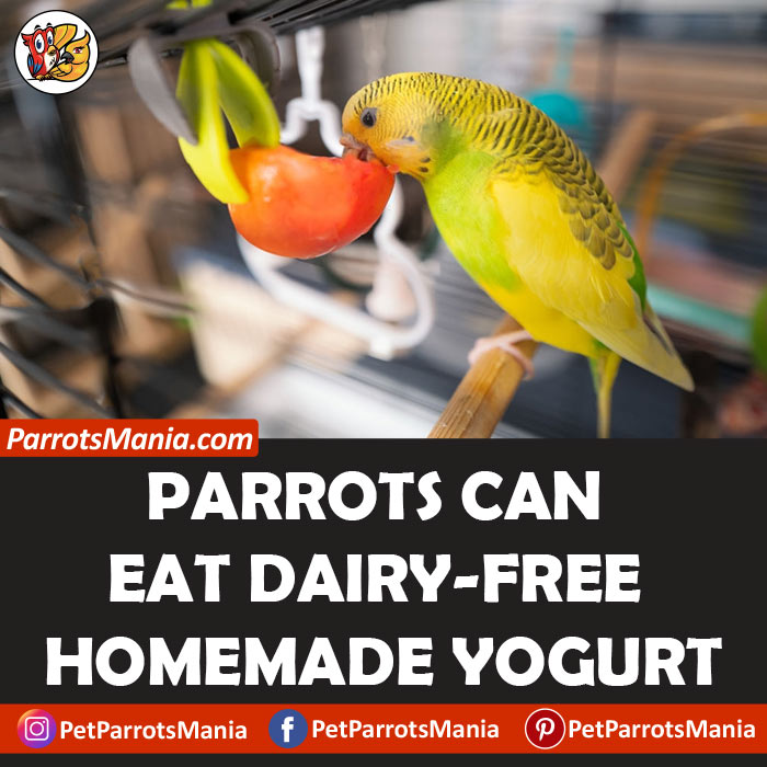 Parrots Eat Dairy-Free Yogurt