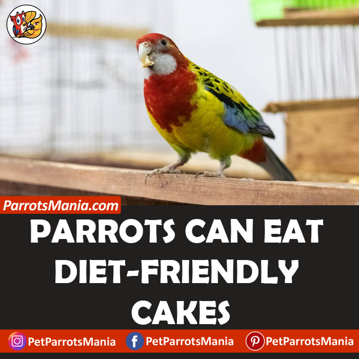 Parrots Eat Diet-Friendly Cakes