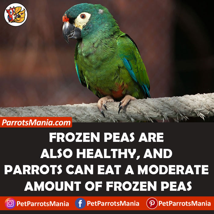 Parrots Eat Frozen Peas