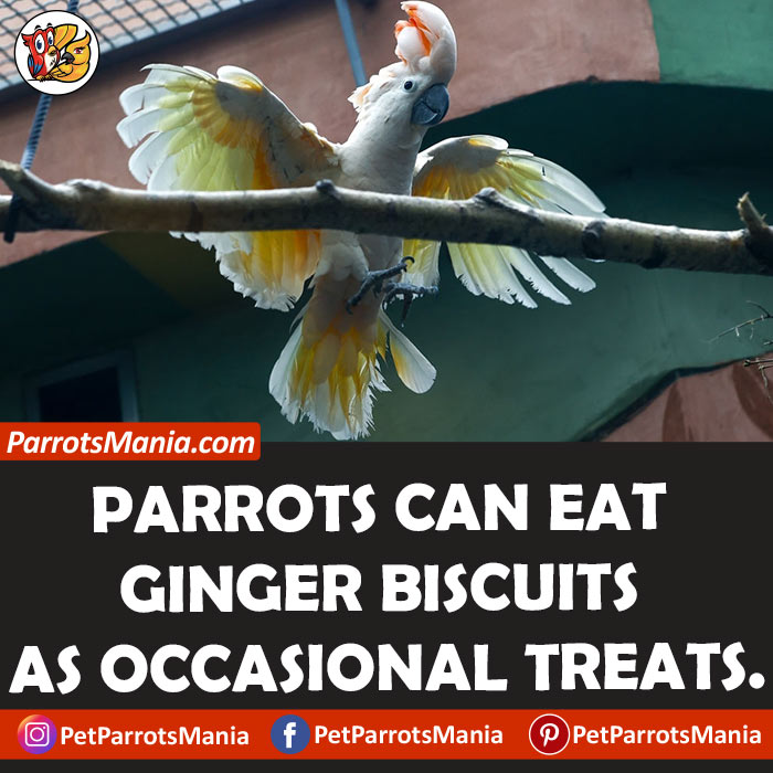 Parrots Eat Ginger Biscuit