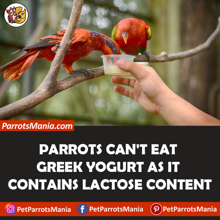 Parrots-Eat-Greek-Yogurt
