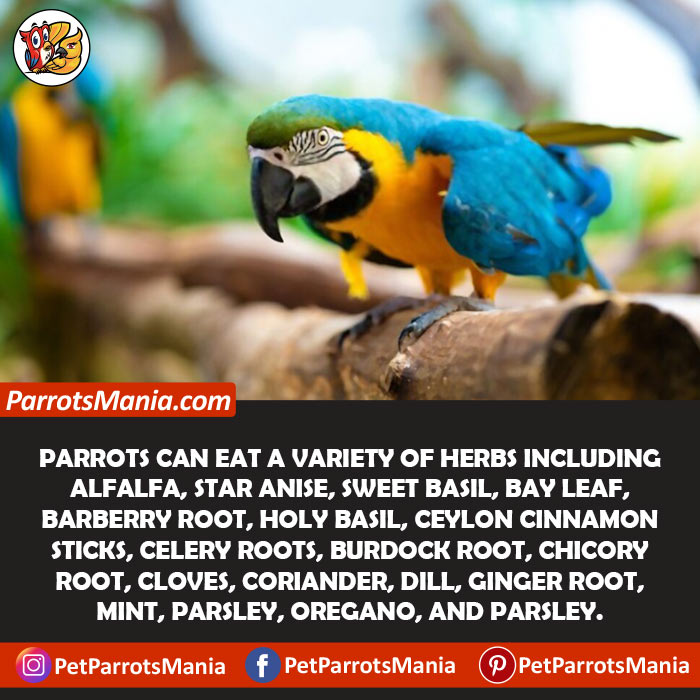 Parrots Eat Herbs