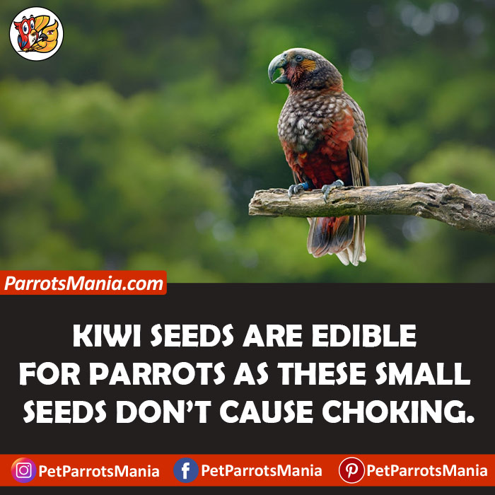 Parrots Eat Kiwi Seeds