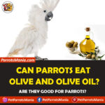 Can Parrots Eat Olive And Olive Oil?