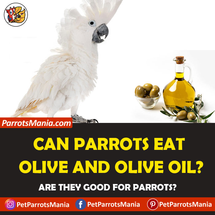 Parrots Eat Olive And Olive Oil